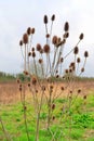 Teasel plants with seed heads Royalty Free Stock Photo