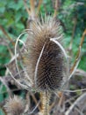 Teasel seedhead detail with autumn foliage Royalty Free Stock Photo