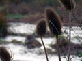 Teasel seedheads with river background Royalty Free Stock Photo