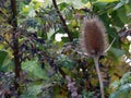 Teasel seedheads with autumn foliage Royalty Free Stock Photo