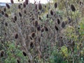 Teasel seedheads with autumn foliage Royalty Free Stock Photo