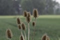 Teasel Seedheads on green Background