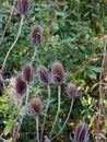 Teasel seedheads with green leaves and autumn foliage Royalty Free Stock Photo