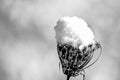 Teasel with snow cap Royalty Free Stock Photo