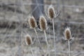 Teasel or Teazle Dipsacus winter state