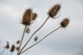 Teasel (Dipsacus fullonum) in meadow. Dry flower heads of teazel Royalty Free Stock Photo