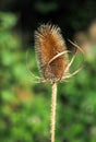 Teasel (Dipsacus) Sunlit with Autumn Sunshine Royalty Free Stock Photo
