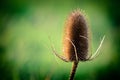 Teasels