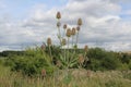 Teasels against sky and landscspe Royalty Free Stock Photo