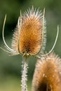Teasels flowering in the Surrey countryside