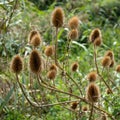 Teasels Sunlit with Autumn Sunshine Royalty Free Stock Photo