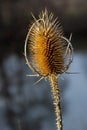 Teasels Dipsacus, Sunlit with Sunshine. Sunny wild teasle head, copy space in the background Royalty Free Stock Photo