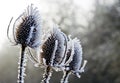 Teasels and Frost Royalty Free Stock Photo