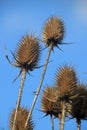 Teasels Royalty Free Stock Photo