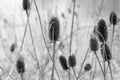 Teasels in Small Meadow in Winter, Black and White Royalty Free Stock Photo