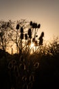 Teasels in sunset