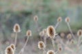 Teasels during Winter Royalty Free Stock Photo