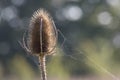 A teasle in the sunshine with a spiders web Royalty Free Stock Photo