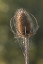 A teasle in the sunshine with spiders webs Royalty Free Stock Photo