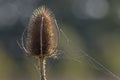 A teasle in the sunshine with spiders webs Royalty Free Stock Photo