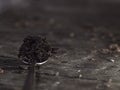 Teaspoon full of tea leaf on a wooden table. black tea in a spoon. Dry black tea leaves on metal spoon