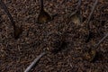 Teaspoons sticking out of a pile of loose tea