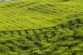 Teatrees in uganda