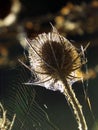 Teazle and cobweb Royalty Free Stock Photo