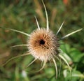 Teazle seed head Royalty Free Stock Photo
