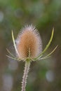 A teazle Royalty Free Stock Photo