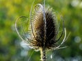 Teazle Royalty Free Stock Photo