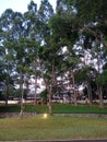 Tebet ecopark, south Jakarta city in Indonesia, june 7, 2022. The trres on park in the evening view make the environtment warmful
