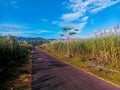 The Tebu field and blue sky at Klaten Royalty Free Stock Photo