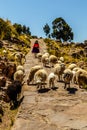 Techile island, old woman is guiding a flock of sheep, Peru