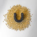 Technical analysis of barley grain. Magnet on grain. Determination of metal impurities Royalty Free Stock Photo