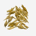 Technical analysis of wheat grain. Example of organic impurities. Hulls and parts of stems Royalty Free Stock Photo