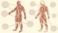 Human Anatomy Figures with Connected Data Points, Science Vector, vector design Generative AI Royalty Free Stock Photo