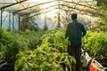 Technician agronomist conducts training sessions for greenhouse workers, educating them on early detection of pests