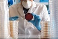 Technician analyzing petri dish in the microscope