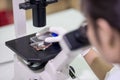 Technician examining specimen under microscope Royalty Free Stock Photo