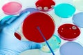 Technician hand streaking petri dish in the lab Royalty Free Stock Photo