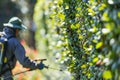 technician with a power sprayer treating a row of hedges for mite infestations