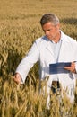 Technician in a wheat field