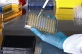 technician working in the laboratory pipetting samples in microplates multichannel in the sterile hood Royalty Free Stock Photo