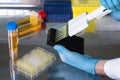technician working in the laboratory pipetting samples in microplates in the sterile hood Royalty Free Stock Photo