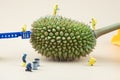 Technicians cleaning toxic on Durian.Cleaning fruit concept. Selective focus