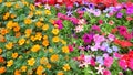 Technicolor Exhibition flowers-II