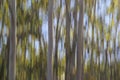 Technique known as panning makes a dreamy scene of copse of trees