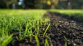 The technique of overseeding where new grass is added to the existing turf for thicker and healthier coverage Royalty Free Stock Photo