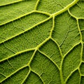 Techno-organic Fusion: Close Up Of Green Leaf Veins